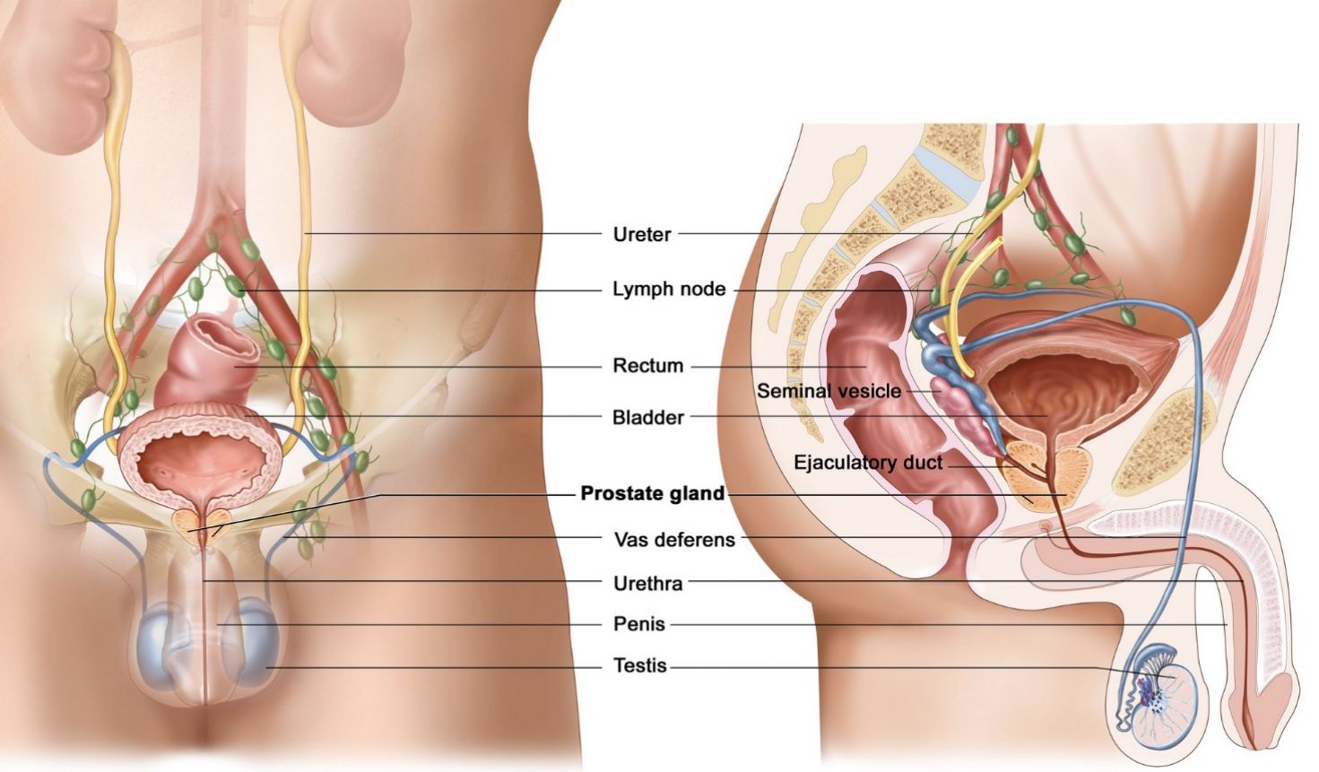 How To Keep The Prostate Healthy