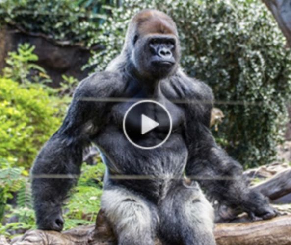 How Does Gorilla Flow Work