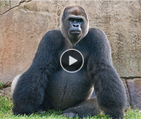 Walmart Canada Gorilla Flow